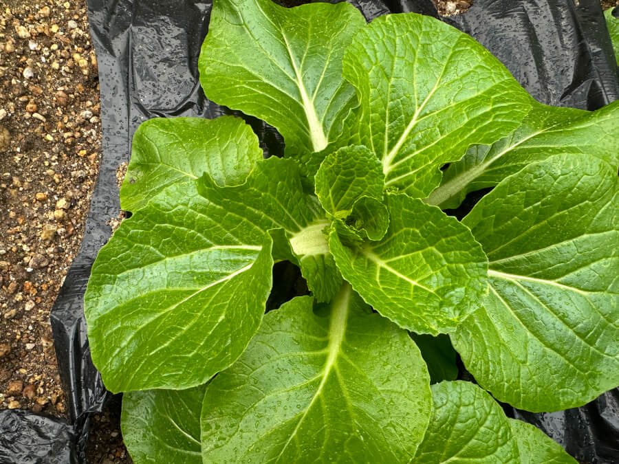 タイニーシュシュ