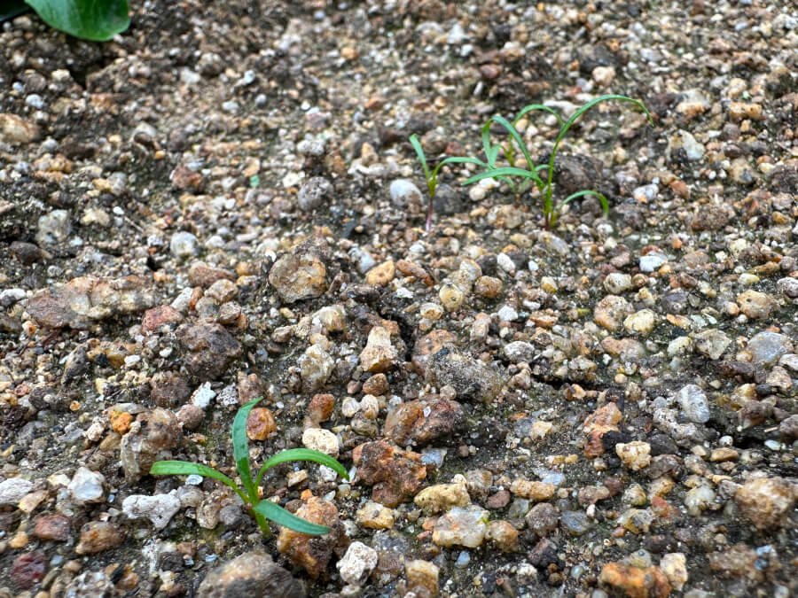 ベビーキャロット