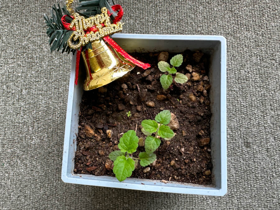 オレンジバーム