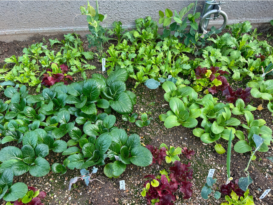 2025年のオフィス菜園