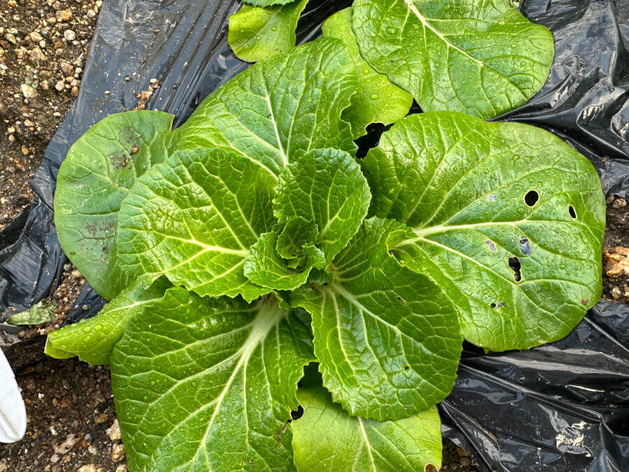 虫食い、発見！