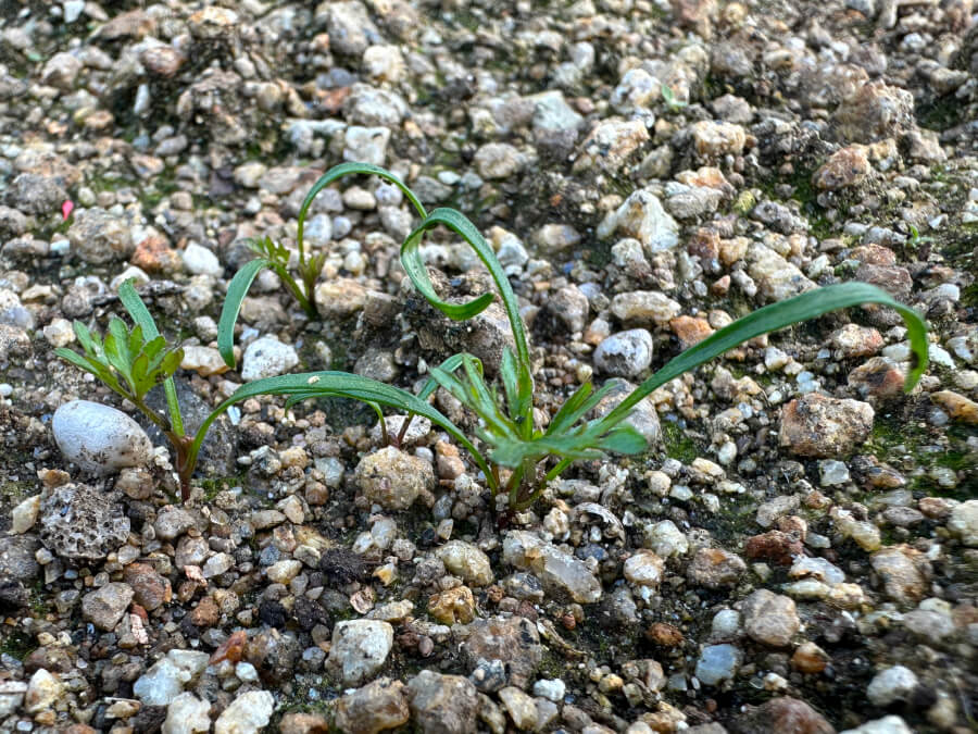 やっと本葉がでてきました