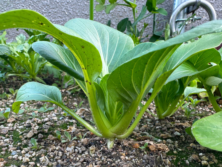 チンゲンサイの横顔
