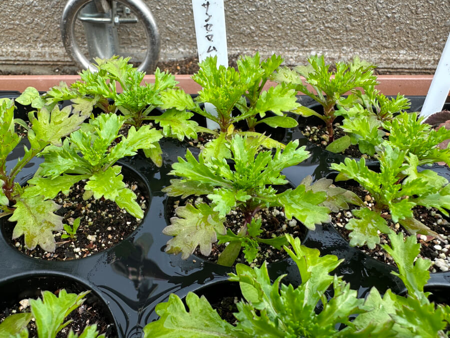 そろそろ植え付けないと