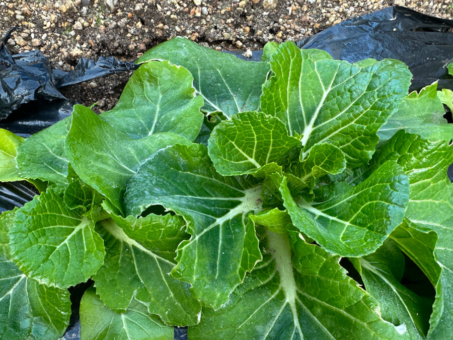霜が降りだしました