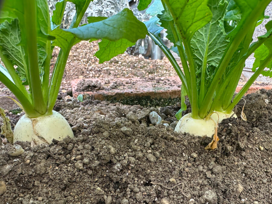 もうすぐ収穫！？