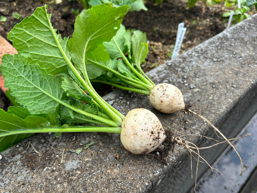 収穫直後のカブちゃん