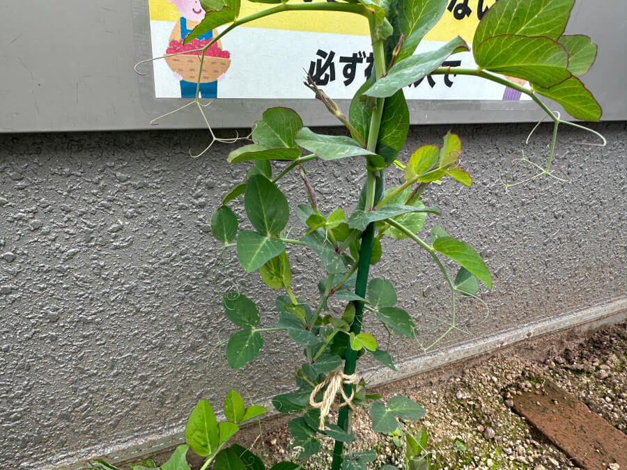 つるなしエンドウさん