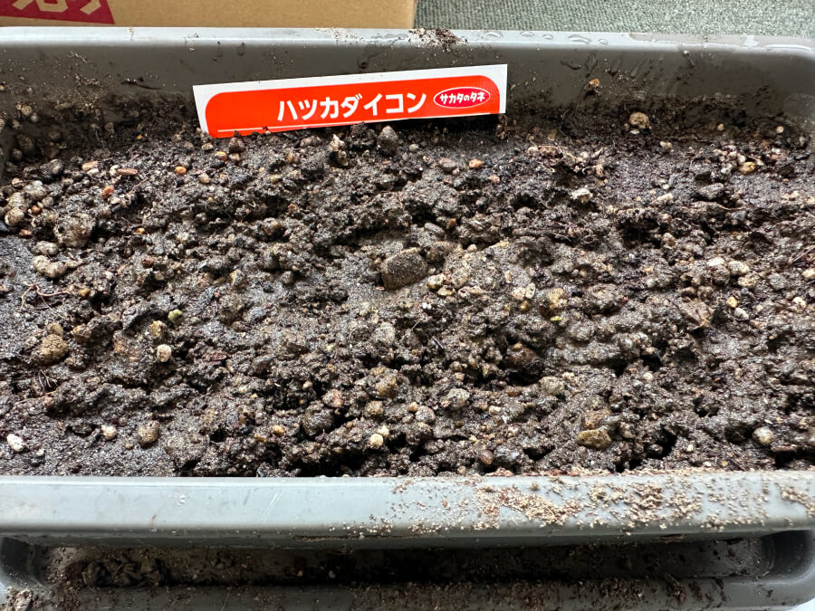 ハツカダイコン