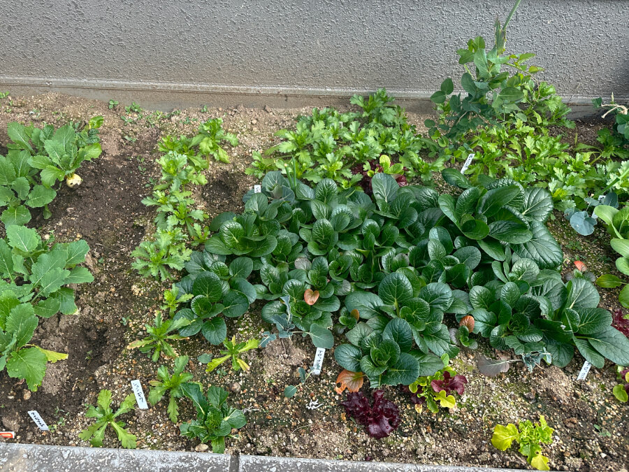 寄せ植えエリア