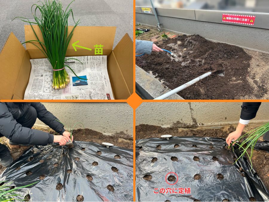 玉ねぎ植え付け