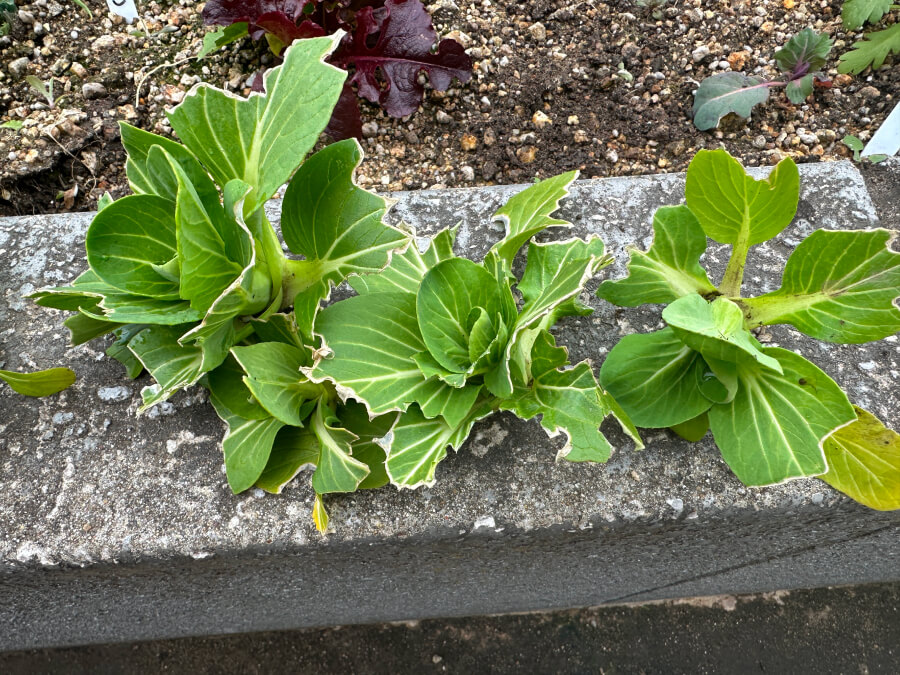 チンゲンサイ収穫