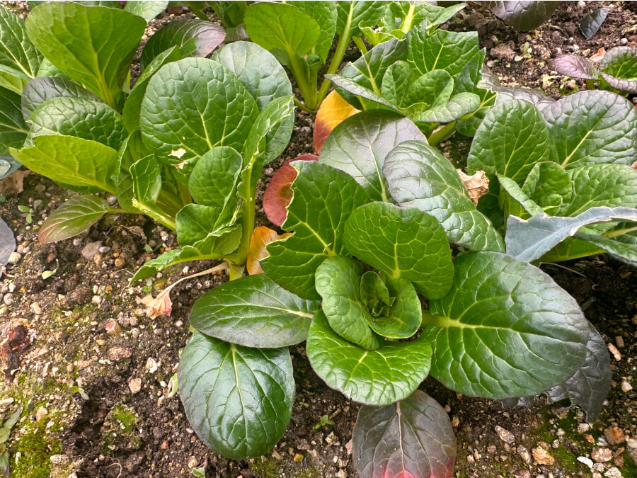 コマツナがぁ～