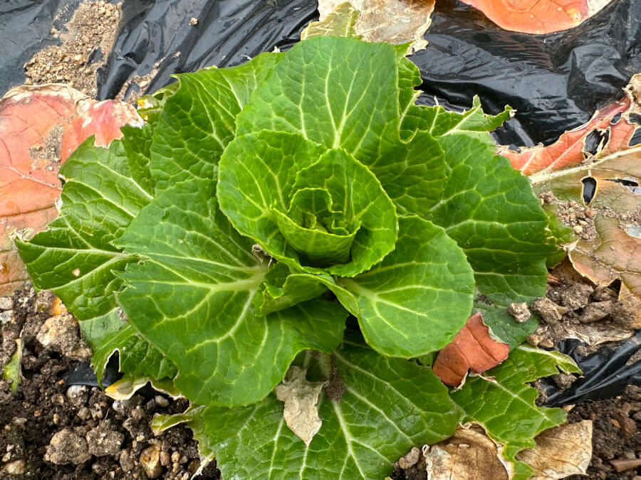 白菜の様子