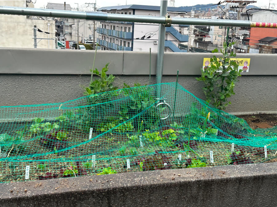 鳥被害に立ち向かうぞ