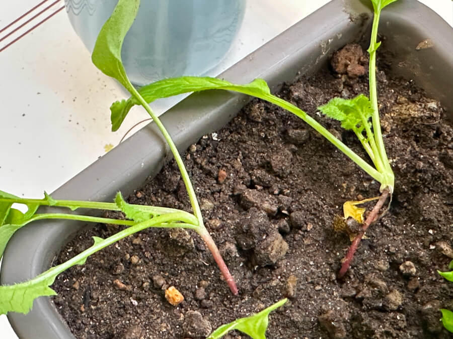 ハツカダイコン