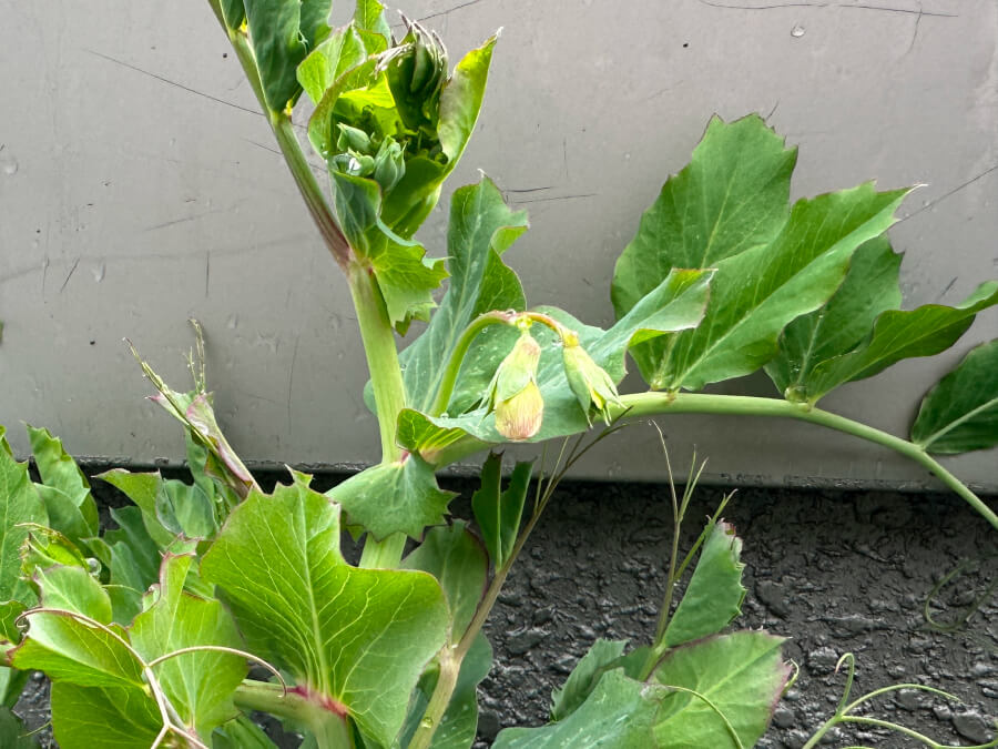 さやえんどうに蕾が