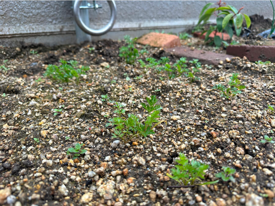 にんじんがやっと