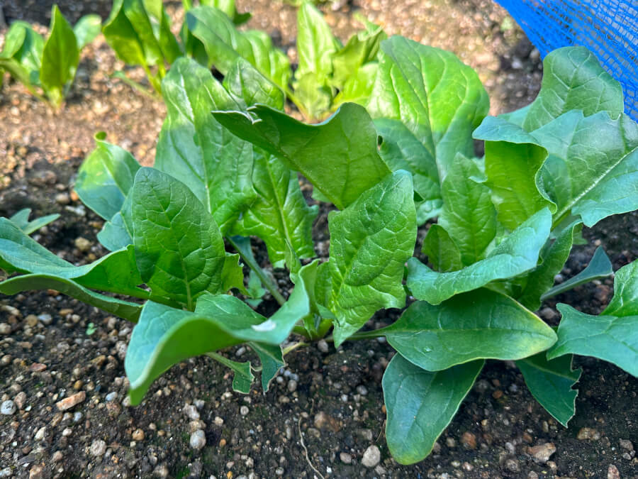 ほうれん草、すくすく