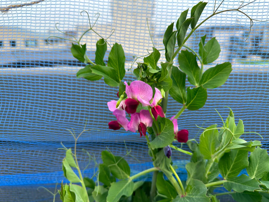 さやえんどうの花が咲きました