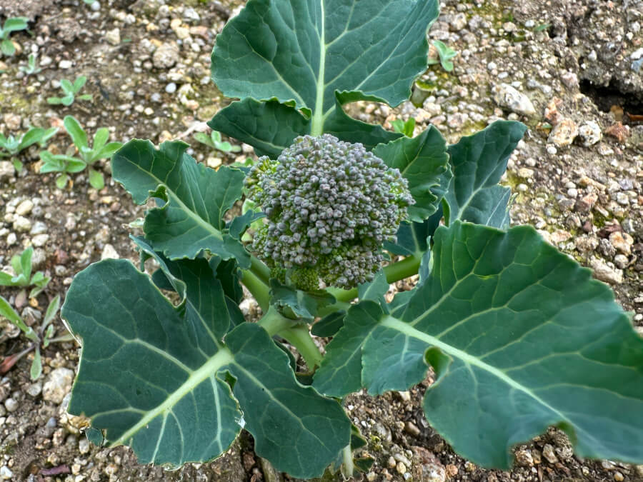 念願のブロッコリー