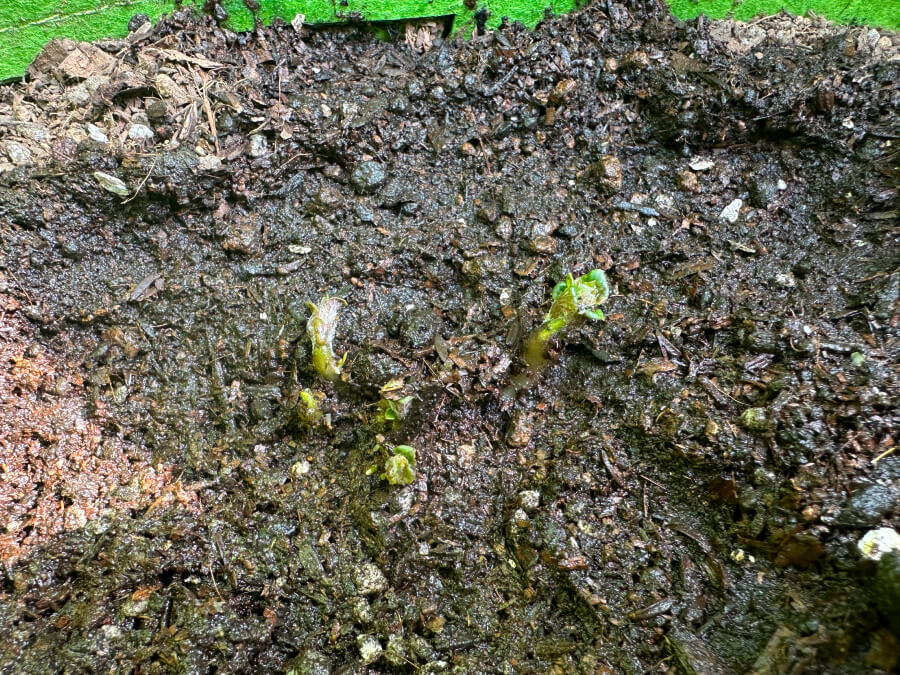 じゃがいもの芽が出たよ~