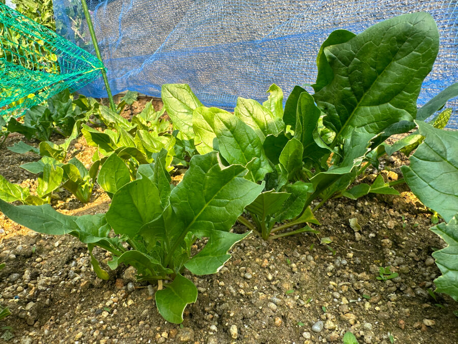 収穫間近?ほうれん草