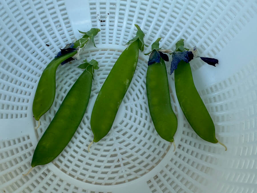 初収穫!えんどうさん