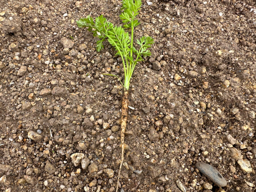 ベビーキャロット