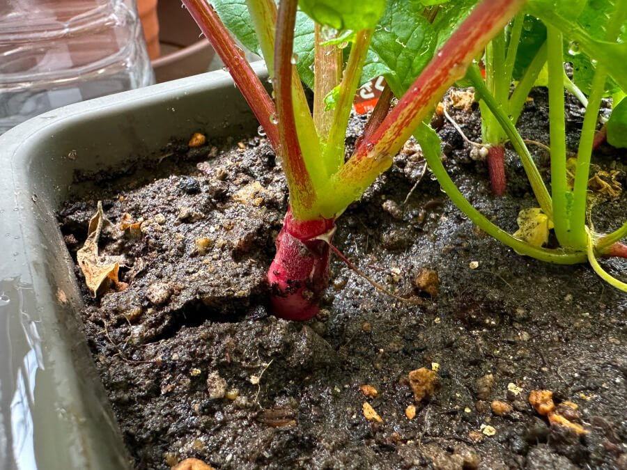 ハツカダイコン?