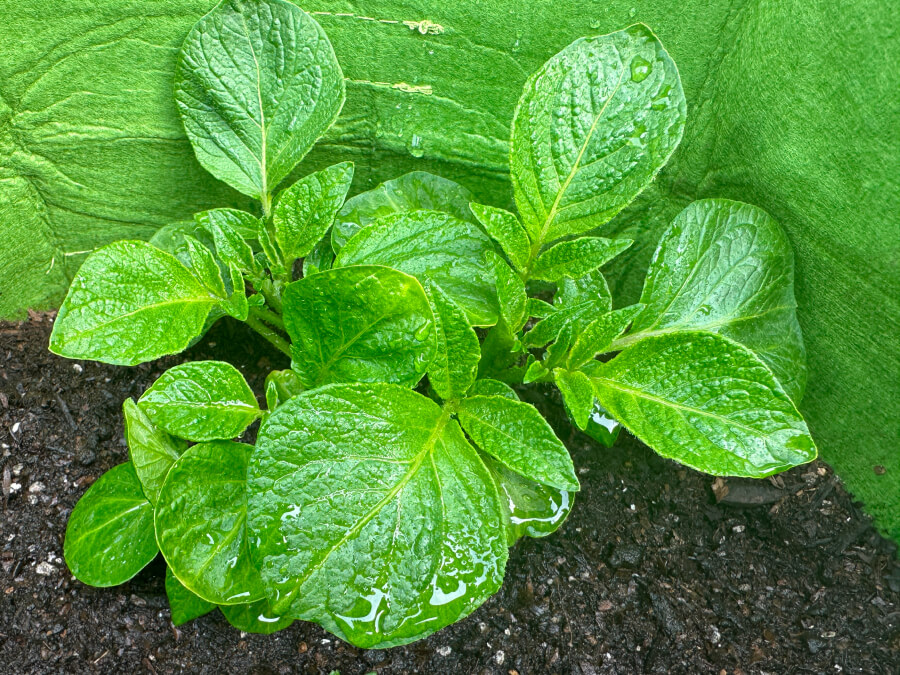 ジャガイモの苗