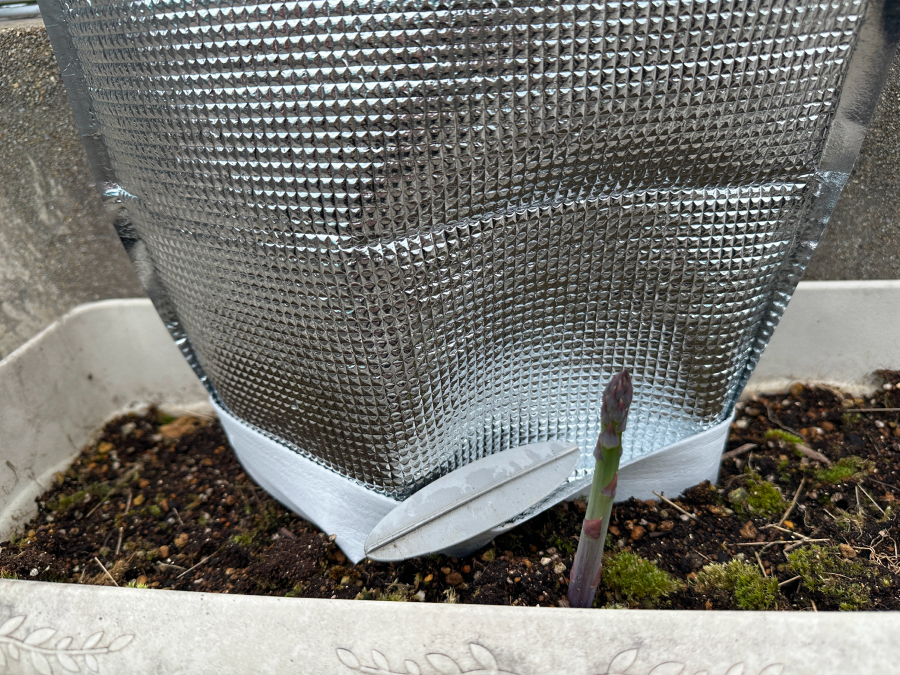 ホワイトアスパラ計画