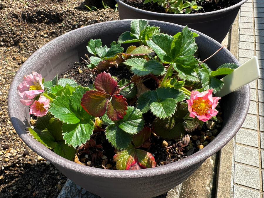 いちごの花が咲きました