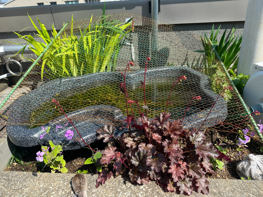 weaveビオトープ