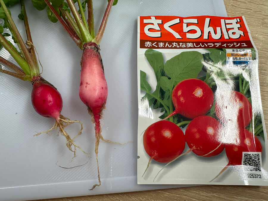 ハツカダイコンの収穫