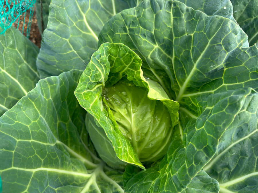 覗き込んだら・・・