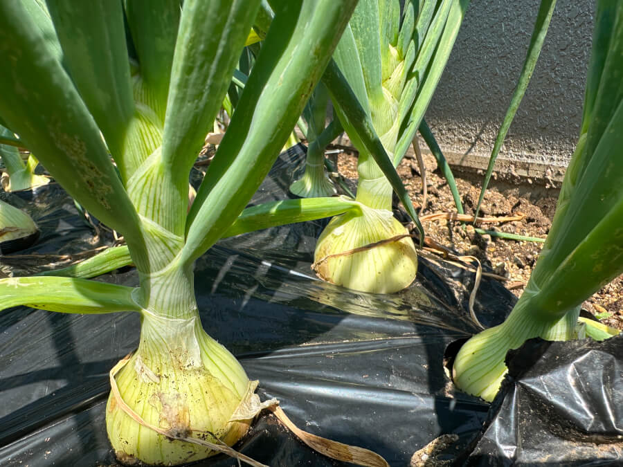 玉ねぎが顔出した