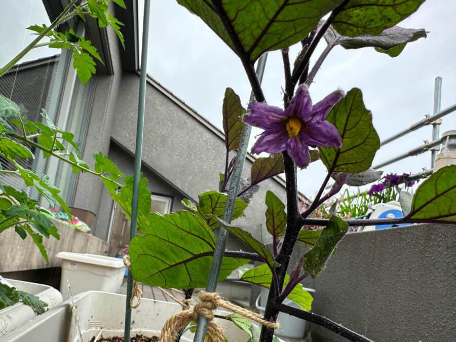 ナスの花が咲きました