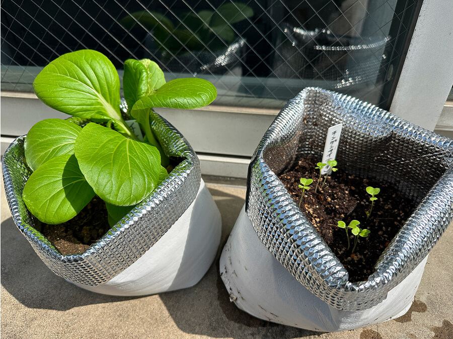 おかわり、チンゲンサイ