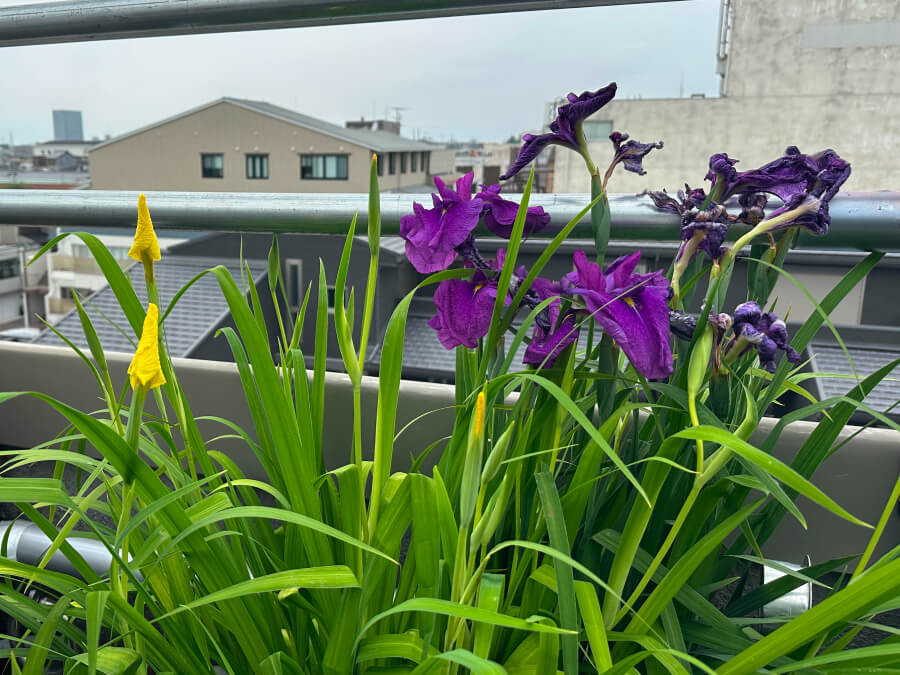 菖蒲の花が咲き出しました