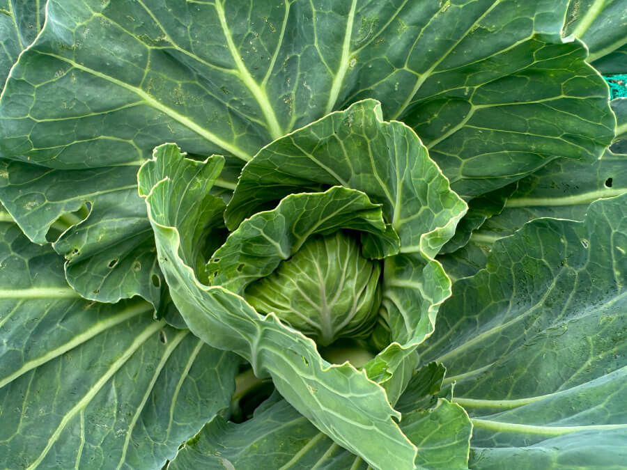 またまたキャベツが