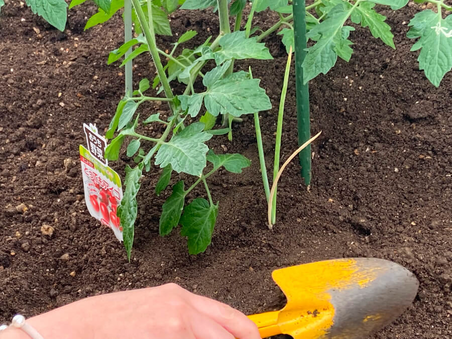 プランターからお引越し