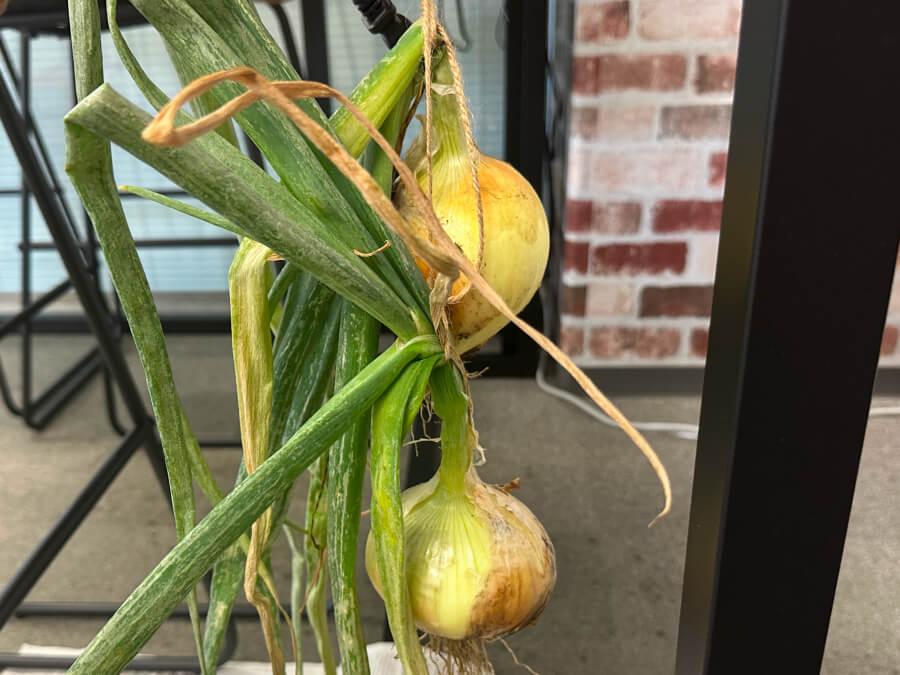 いよいよ玉ねぎの収穫です