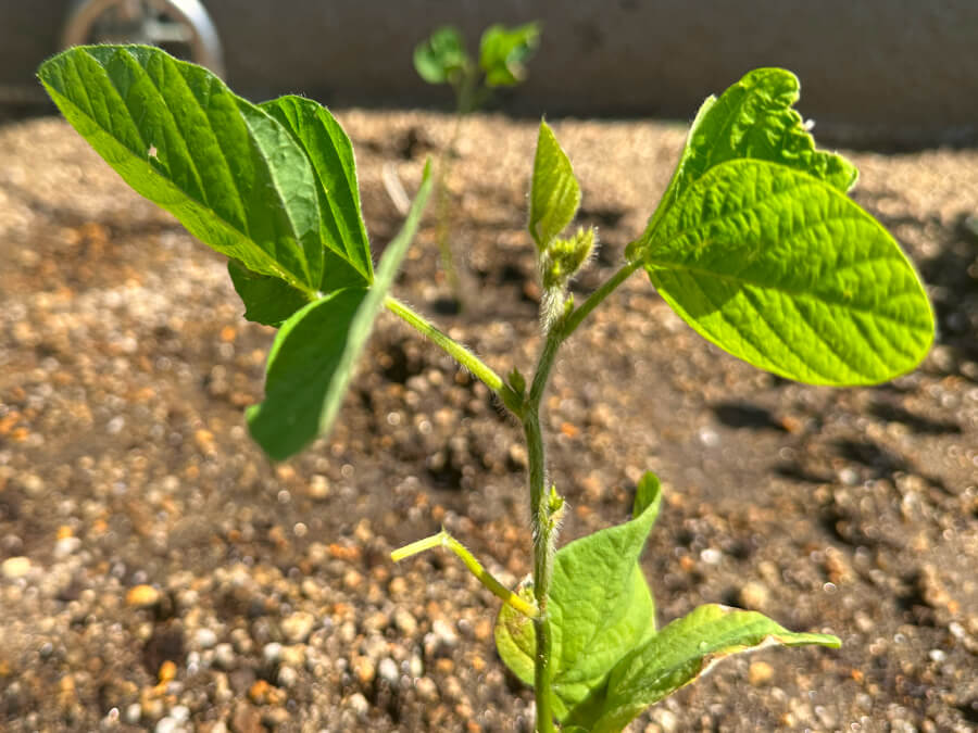 新芽が出てます