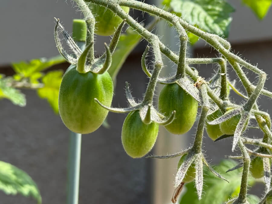 実がつきだしました