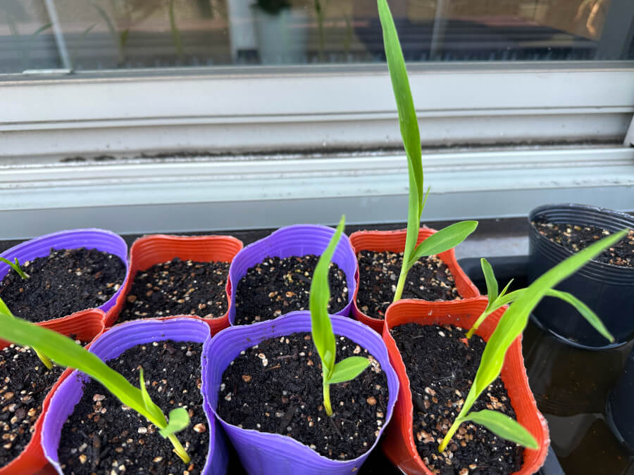 今年のトウモロコシは