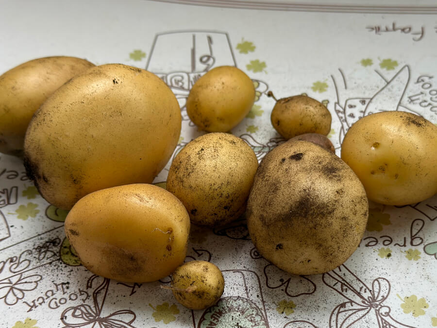 新じゃが、初収穫