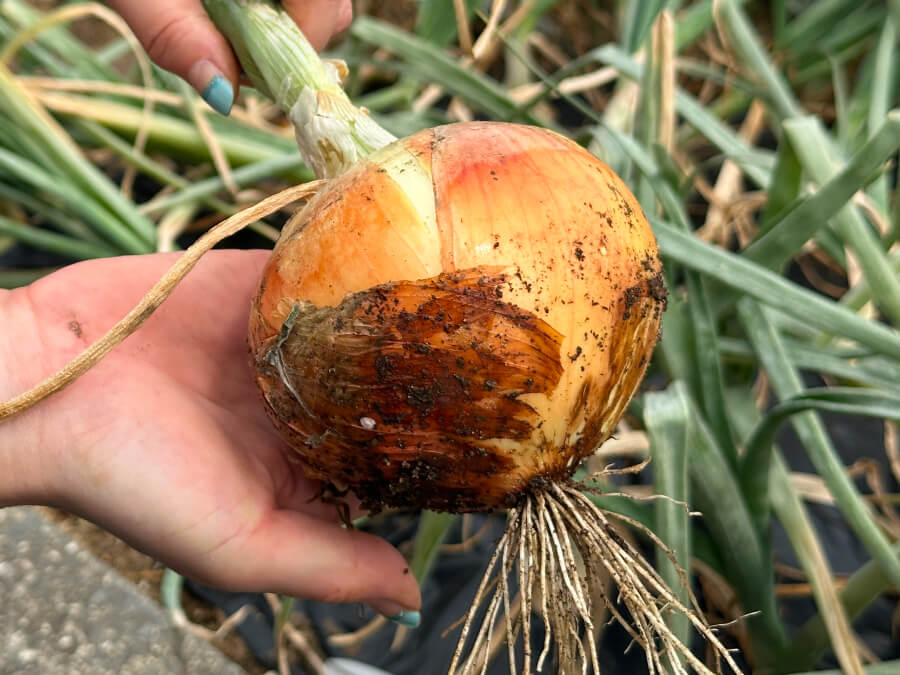 たまねぎ収穫まっさかり