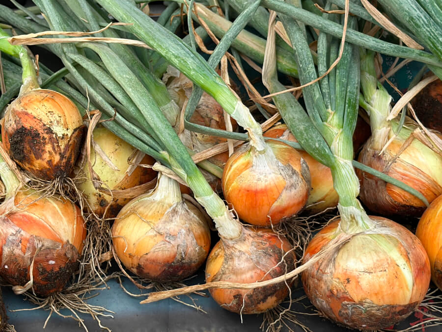 たまねぎ収穫まっさかり