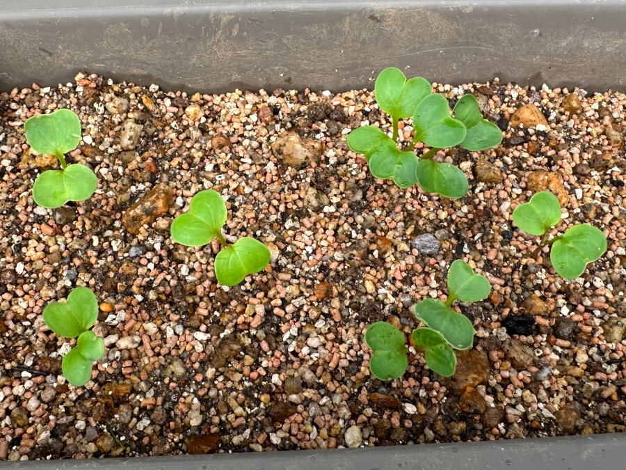 リベンジラディッシュ